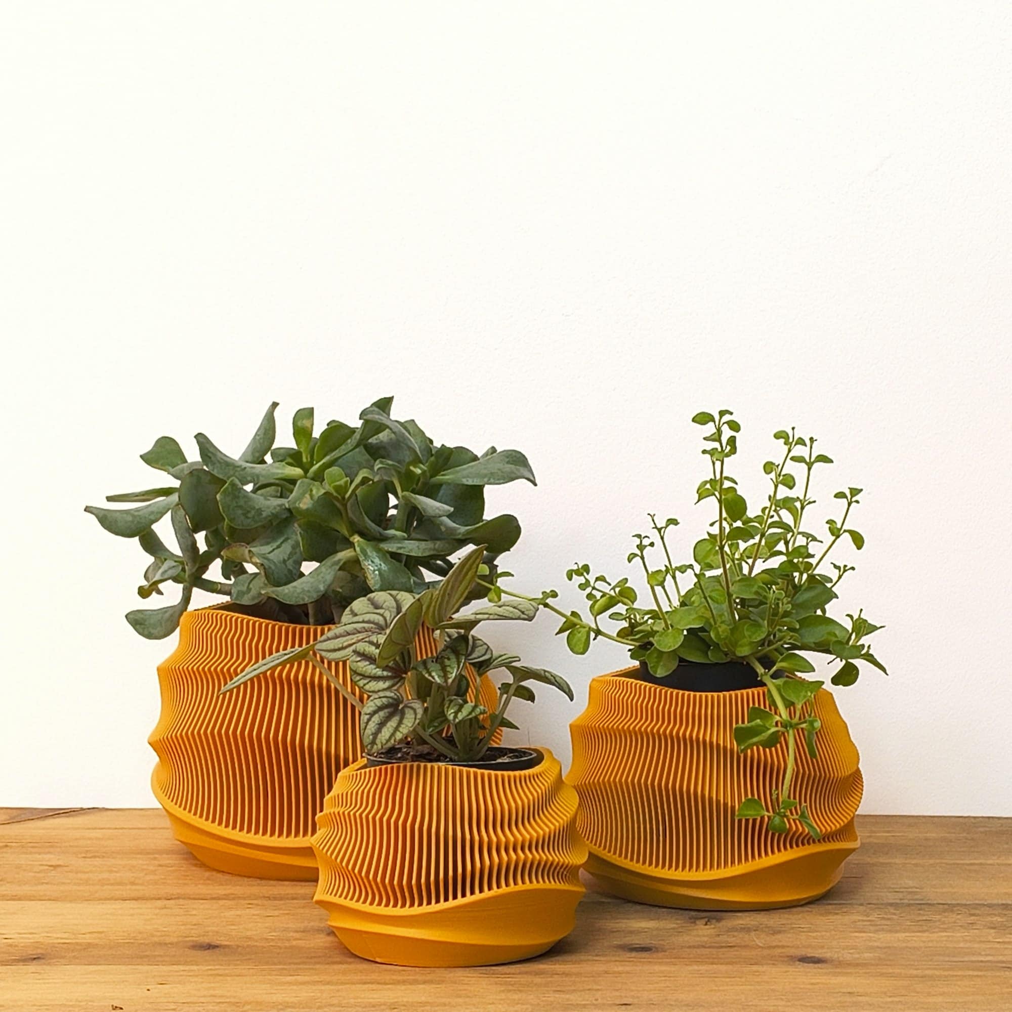 Dune Planter